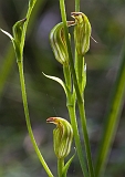 Pterostylis parviflora 1 Red-tip Greenhood(d)